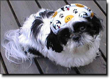Shih Tzu Photo (15K)