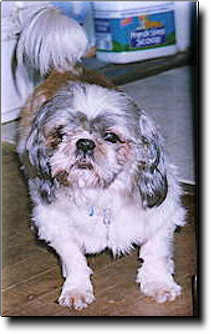Shih Tzu Photo (13K)