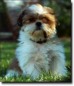 Shih Tzu Photo (14K)