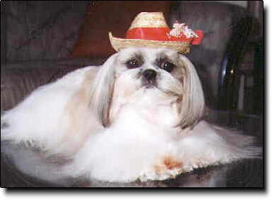 Shih Tzu Photo (13K)