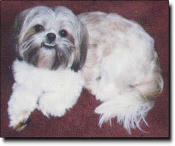 Shih Tzu Photo (13K)