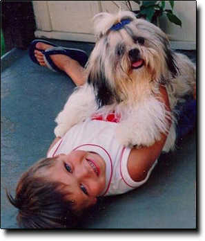 Shih Tzu Photo (16K)