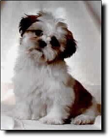 Shih Tzu Photo (9K)