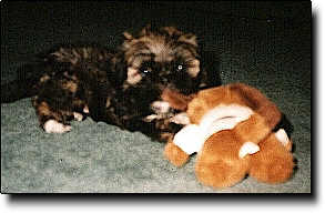 Shih Tzu Photo (11K)
