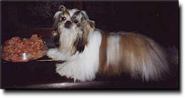Shih Tzu Photo (9K)