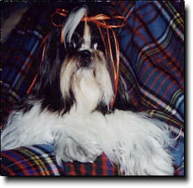 Shih Tzu Photo (14K)