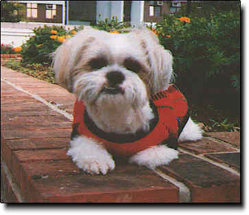 Shih Tzu Photo (16K)