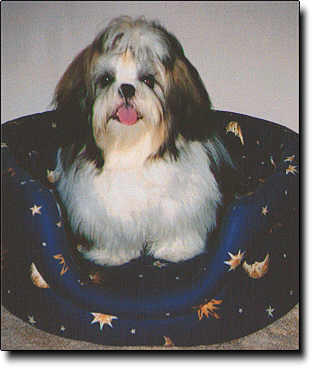 Shih Tzu Photo (15K)