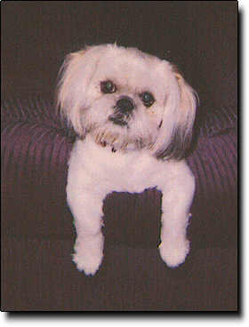 Shih Tzu Photo (12K)