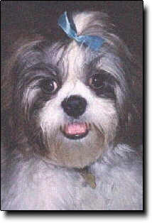 Shih Tzu Photo (11K)