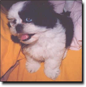 Shih Tzu Photo (10K)
