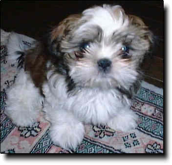 Shih Tzu Photo (14K)