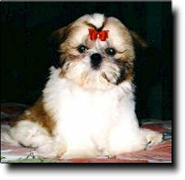 Shih Tzu Photo (9K)