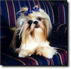 Shih Tzu Photo (11K)