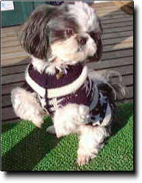 Shih Tzu Photo (12K)
