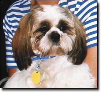 Shih Tzu Photo (18K)