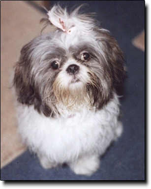 Shih Tzu Photo (14K)