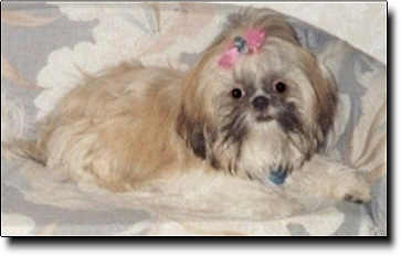 Shih Tzu Photo (11K)