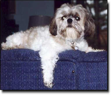 Shih Tzu Photo (17K)