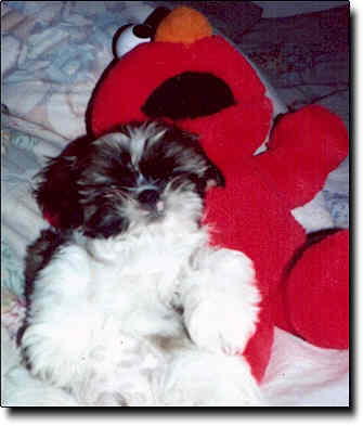 Shih Tzu Photo (15K)