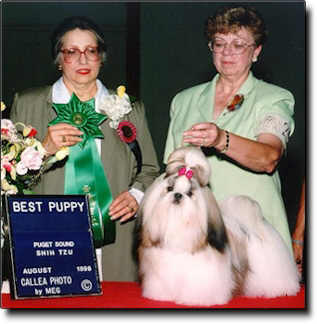 Shih Tzu Photo (17K)