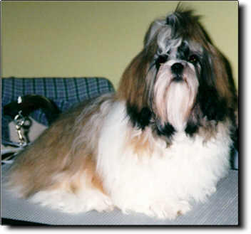 Shih Tzu Photo (14K)