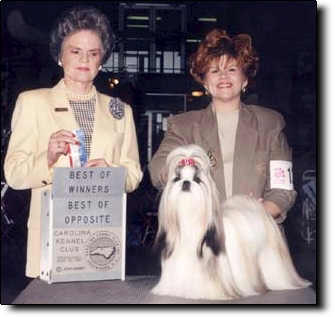 Shih Tzu Photo (15K)
