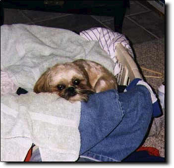 Shih Tzu Photo (17K)