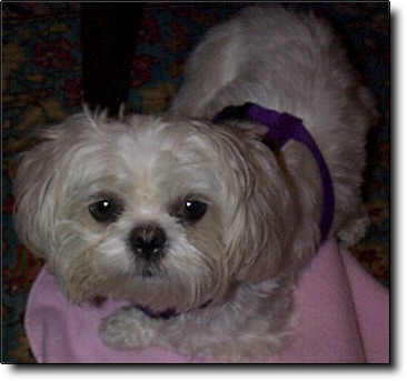 Shih Tzu Photo (14K)