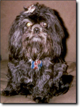 Shih Tzu Photo (15K)