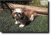 Shih Tzu Photo (9K)