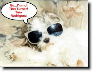 Shih Tzu Photo (12K)