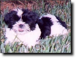 Shih Tzu Photo (10K)