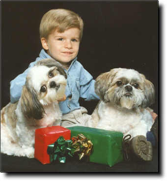 Shih Tzu Photo (16K)