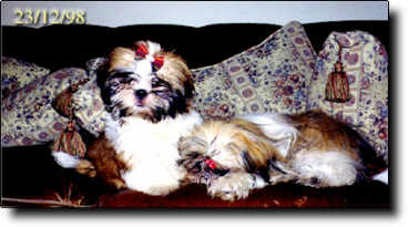 Shih Tzu Photo (16K)