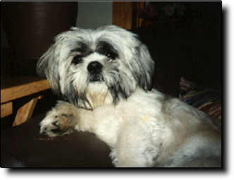 Shih Tzu Photo (10K)