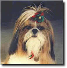 Shih Tzu Photo (8K)