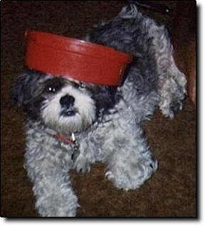 Shih Tzu Photo (15K)