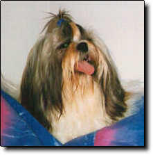 Shih Tzu Photo (8K)