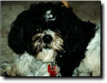 Shih Tzu Photo (6K)