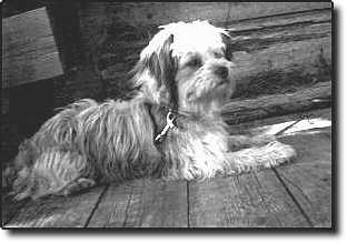 Shih Tzu Photo (12K)