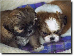 Shih Tzu Photo (13K)