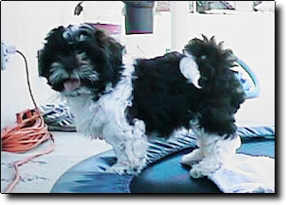 Shih Tzu Photo (11K)