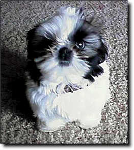 Shih Tzu Photo (16K)