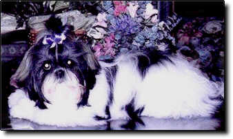 Shih Tzu Photo (14K)