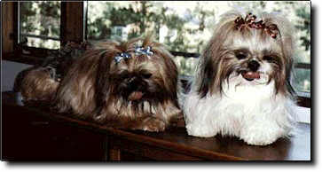 Shih Tzu Photo (13K)