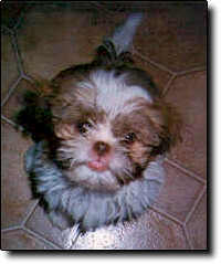 Shih Tzu Photo (8K)