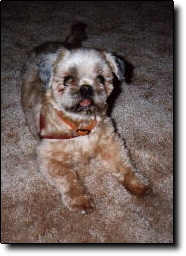 Shih Tzu Photo (9K)