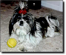 Shih Tzu Photo (12K)