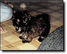 Shih Tzu Photo (9K)